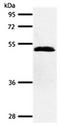 Secretin Receptor antibody, orb107604, Biorbyt, Western Blot image 