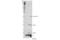 H3 Histone Family Member 3B antibody, 74829S, Cell Signaling Technology, Western Blot image 