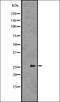 Ubiquitin C-Terminal Hydrolase L3 antibody, orb336554, Biorbyt, Western Blot image 