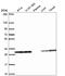 Penta-EF-Hand Domain Containing 1 antibody, HPA061608, Atlas Antibodies, Western Blot image 