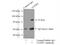 Nuclear FMR1 Interacting Protein 1 antibody, 12515-1-AP, Proteintech Group, Immunoprecipitation image 