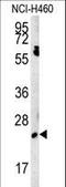 EBP Like antibody, LS-C167606, Lifespan Biosciences, Western Blot image 