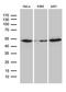 Actin-related protein 3 antibody, LS-C796290, Lifespan Biosciences, Western Blot image 