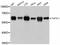 TSPY Like 1 antibody, A12174, ABclonal Technology, Western Blot image 