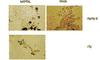 TNF Superfamily Member 13 antibody, NBP1-97587, Novus Biologicals, Immunohistochemistry frozen image 