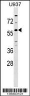 G Protein-Coupled Receptor 75 antibody, 59-026, ProSci, Western Blot image 