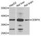 CCAAT Enhancer Binding Protein Alpha antibody, abx135711, Abbexa, Western Blot image 