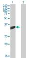 Phosphotriesterase Related antibody, H00009317-B01P, Novus Biologicals, Western Blot image 