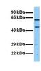 Nephronectin antibody, GTX46290, GeneTex, Western Blot image 