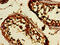 Dickkopf Like Acrosomal Protein 1 antibody, LS-C398283, Lifespan Biosciences, Immunohistochemistry paraffin image 