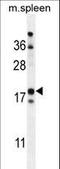 Retinol Binding Protein 7 antibody, LS-C158829, Lifespan Biosciences, Western Blot image 