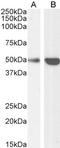 TNF Receptor Associated Factor 2 antibody, LS-B4455, Lifespan Biosciences, Western Blot image 