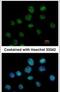 Cleavage Stimulation Factor Subunit 1 antibody, PA5-30000, Invitrogen Antibodies, Immunofluorescence image 