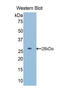 Insulin Like Growth Factor Binding Protein 5 antibody, LS-C300169, Lifespan Biosciences, Western Blot image 