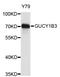 Guanylate cyclase soluble subunit beta-1 antibody, STJ26508, St John