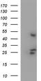 Stem cell factor antibody, TA507213, Origene, Western Blot image 