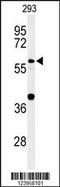 Cell Division Cycle 45 antibody, 64-163, ProSci, Western Blot image 