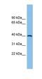 Alcohol Dehydrogenase 5 (Class III), Chi Polypeptide antibody, orb330641, Biorbyt, Western Blot image 