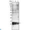 S100 Calcium Binding Protein A10 antibody, LS-C812766, Lifespan Biosciences, Western Blot image 