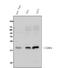 CD81 Molecule antibody, A01281-3, Boster Biological Technology, Western Blot image 