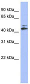 Cytochrome P450 Family 20 Subfamily A Member 1 antibody, TA344621, Origene, Western Blot image 