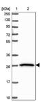 Butyrophilin Subfamily 2 Member A2 antibody, PA5-62421, Invitrogen Antibodies, Western Blot image 
