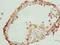 Chromosome 17 Open Reading Frame 64 antibody, LS-C398763, Lifespan Biosciences, Immunohistochemistry frozen image 