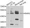 Retinoic Acid Receptor Gamma antibody, abx006960, Abbexa, Western Blot image 