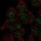 Cytoglobin antibody, PA5-53637, Invitrogen Antibodies, Immunofluorescence image 