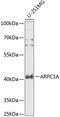Actin Related Protein 2/3 Complex Subunit 1A antibody, 15-575, ProSci, Western Blot image 