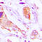 TAO Kinase 1 antibody, LS-C368537, Lifespan Biosciences, Immunohistochemistry frozen image 