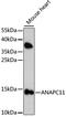 Anaphase Promoting Complex Subunit 11 antibody, A15449, ABclonal Technology, Western Blot image 