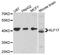 Kruppel Like Factor 17 antibody, A13743, ABclonal Technology, Western Blot image 