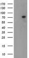 Tigger Transposable Element Derived 1 antibody, TA800156AM, Origene, Western Blot image 