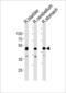 COBW Domain Containing 1 antibody, PA5-49319, Invitrogen Antibodies, Western Blot image 