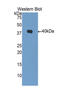 DnaJ Heat Shock Protein Family (Hsp40) Member B1 antibody, MBS2002675, MyBioSource, Western Blot image 