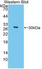 GATA binding protein 4 antibody, MBS2028675, MyBioSource, Western Blot image 