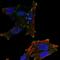NEDD4 Like E3 Ubiquitin Protein Ligase antibody, HPA064730, Atlas Antibodies, Immunofluorescence image 