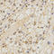 Claudin 11 antibody, LS-C332193, Lifespan Biosciences, Immunohistochemistry paraffin image 