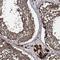 Contactin 5 antibody, NBP1-83243, Novus Biologicals, Immunohistochemistry frozen image 