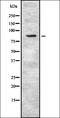 Plakophilin 3 antibody, orb337182, Biorbyt, Western Blot image 