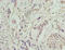 Transmembrane Protein 53 antibody, A63648-100, Epigentek, Immunohistochemistry paraffin image 