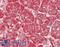 Glycogen Synthase Kinase 3 Alpha antibody, LS-B14374, Lifespan Biosciences, Immunohistochemistry paraffin image 
