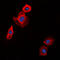 Collagen Type XX Alpha 1 Chain antibody, GTX55969, GeneTex, Immunofluorescence image 