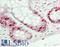 Karyopherin Subunit Alpha 2 antibody, LS-B14413, Lifespan Biosciences, Immunohistochemistry paraffin image 