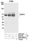 SRY-Box 10 antibody, A305-799A-M, Bethyl Labs, Immunoprecipitation image 