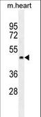 Pentatricopeptide Repeat Domain 2 antibody, LS-C162263, Lifespan Biosciences, Western Blot image 
