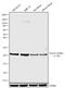 Stathmin-2 antibody, 720178, Invitrogen Antibodies, Western Blot image 