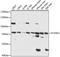 FCH and double SH3 domains protein 1 antibody, A15543, ABclonal Technology, Western Blot image 