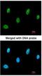 Sestrin 3 antibody, NBP1-31702, Novus Biologicals, Immunofluorescence image 